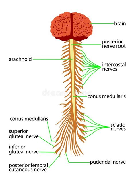 Sådan helbredes beskadigede nerver